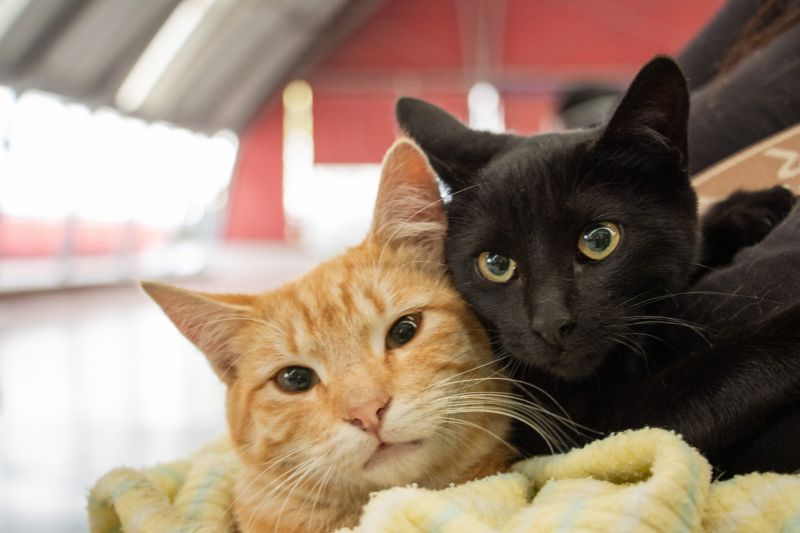 ¡Seguimos trabajando por el bienestar de nuestros peluditos!