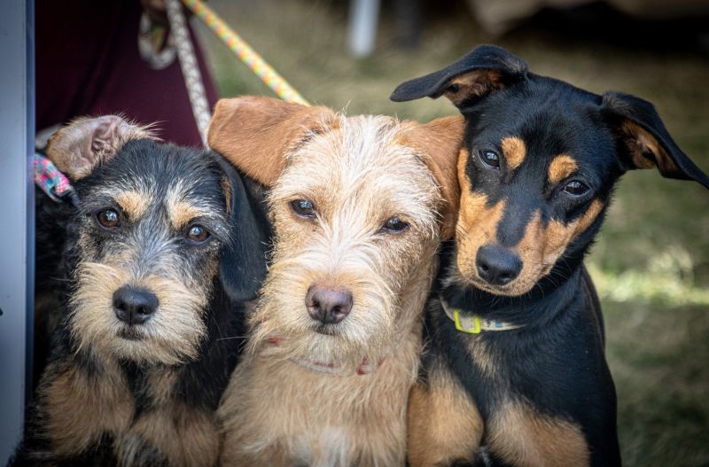 ¡Seguimos trabajando por el bienestar de nuestros lomitos!