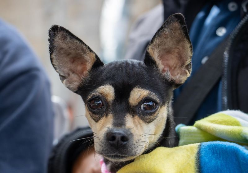 Con éxito concluye la Jornada de Esterilización Canina y Felina en Melchor Ocampo